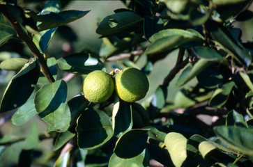 Fruit on tree. Orange - Rayong