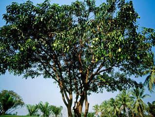 Fototapeta na wymiar Fruit on tree. Mango - Rayong