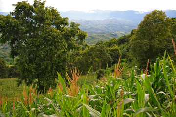 Fruit on tree. Mango - Nan