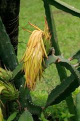 Fruit on tree. Dragon Fruit - Chiang Mai