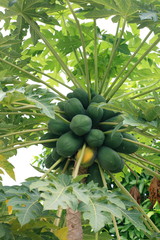 Fruit on tree. Papaya - Tak