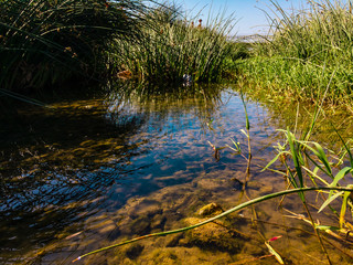 Green tall Lake reeds (lat. Schoenoplēctus lacūstris) grows in clear clear water of a reservoir near the shore on a clear sunny day.