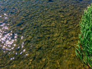 The glare of the sun playing on the clear water of a pond with silty stones at the bottom and the growing uplift of a pond of green grass on a summer sunny day.