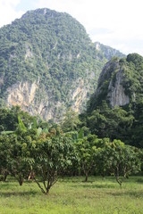 Fruit on tree. Mango - Uthai Thani