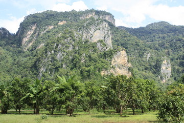 Fruit on tree. Mango - Uthai Thani