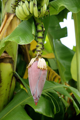 Fruit on tree. Banana - Uthai Thani