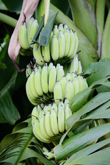 Fruit on tree. Banana - Uthai Thani