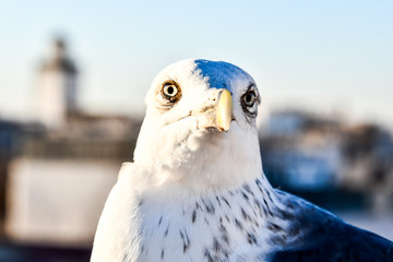 portrait of an eagle, photo as background