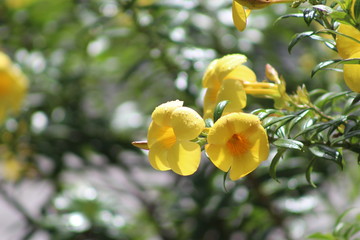 flower yellow