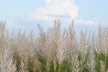 autumn time catkin flower