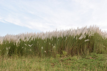 Fototapeta premium natural catkin flower under the sky