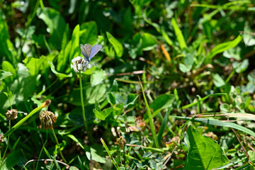 Polyommatus bellargus - butterfly blue on a flower in the lawn.