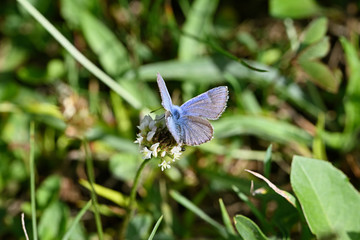 Polyommatus bellargus - butterfly blue on a flower in the lawn.