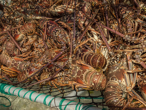 Arthropod Caribbean Caribbean Sea, Spiny Lobster, Close-Up, - , Seafood market, Panulirus argus, Photography, Traps -Shopping