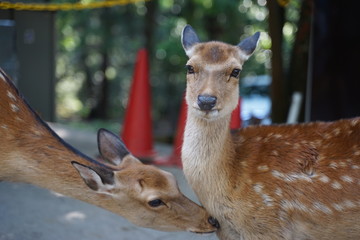 奈良公園の鹿