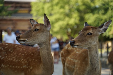 奈良公園の鹿