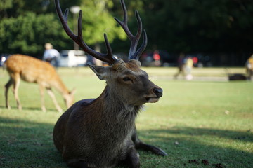 奈良公園の鹿