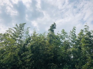 trees and sky