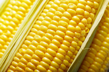 Ripe fresh organic sweet corncob with leaf closeup background