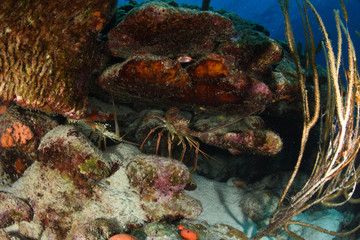 underwater  Caribbean Spiny lobster (Panulirus argus) inhabits tropical and subtropical waters of...