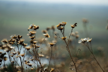 flowers in the street, nature background, fresh floristry
