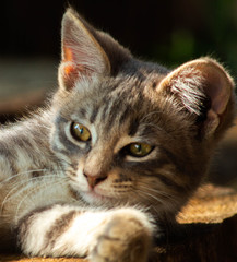 little grey cat, fur animal, pet for house, hunter pet