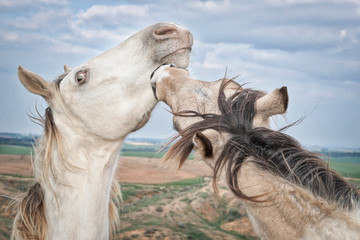 Wild Horses © DerRoteDrache