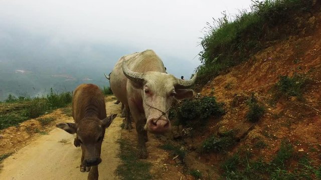 livestock walking on dirt path, water buffalo grazing leafs from the farms