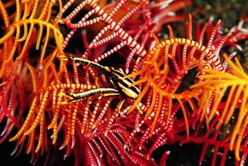 Colourful crab in feather star. Its colours and patterns usually perfectly match its feather star host. Photo: Indonesia.