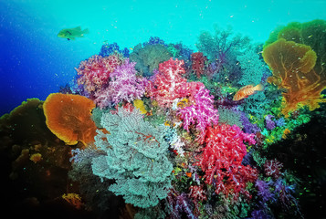 Fototapeta na wymiar Colourful collection of soft corals with seafans. It is mixed of red, pink, blue, purple soft corals with red white seafan and yellow seafan. Photo: East of Eden, Similan Island, Thailand.