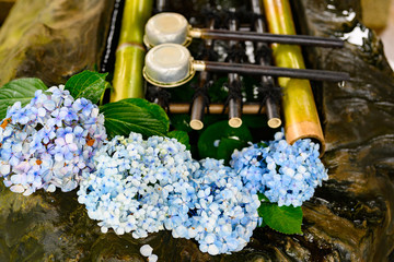 あじさいと手水舎