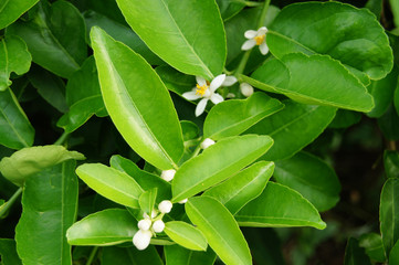 lemon plants, white flowers, green leaves, leaves can be cook.