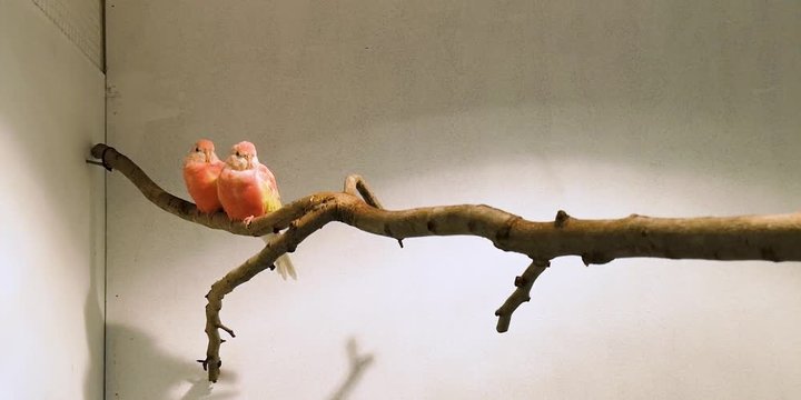Couple birds that were shown at the animal show