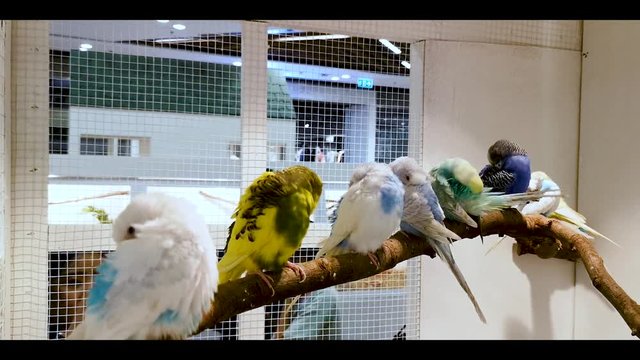 Birds that were shown at the animal show