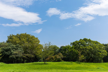 Fototapeta na wymiar (埼玉県-風景)青空の下の自然公園風景２
