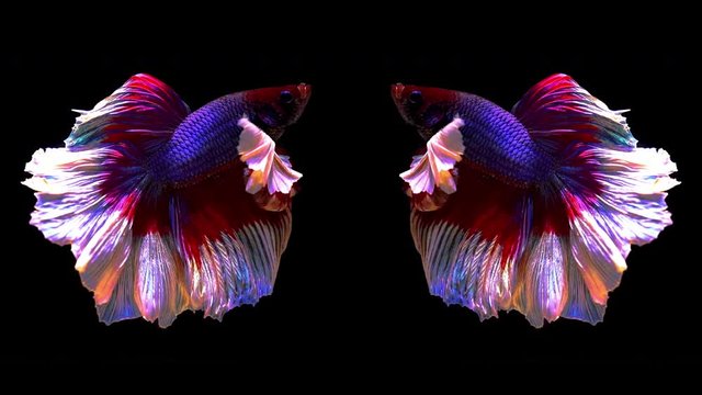 Slow motion of Betta fish, siamese fighting fish isolated on Black background.
