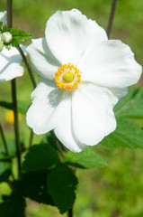 white flower of a japanese anemone in sunshine