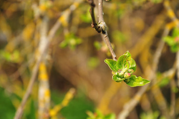 fresh hairy leaves of an apple tree with pink bud