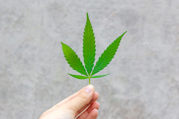 Green leaf of hemp in the hand of a young woman on a gray background