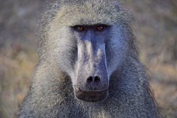 baboons