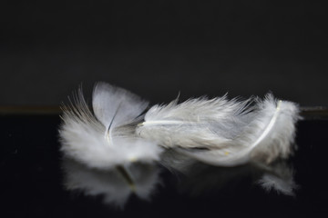 Obraz premium Feathers. The bird's feather black tone images