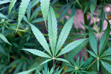Naklejka na ściany i meble Marijuana leaves, marijuana, plant vegetation, hemp CBD, growing hemp at home. Background from green hemp.