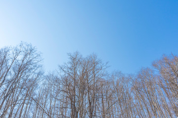 view of bare leafless tree with an interesting shape in a snow winter woodland landscape.