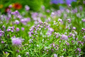 Summer garden flowers