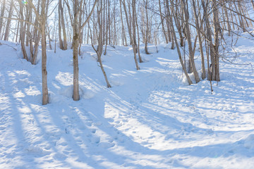 view of bare leafless tree with an interesting shape in a snow winter woodland landscape.