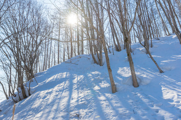 view of bare leafless tree with an interesting shape in a snow winter woodland landscape.
