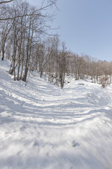 view of bare leafless tree with an interesting shape in a snow winter woodland landscape.