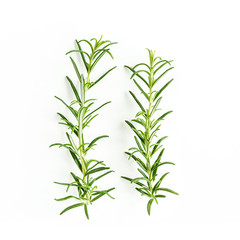 Green branchs and leaves of rosemary isolated on a white background. Мedicinal herbs. Flat lay. Top view