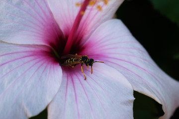 A wasp on a flower