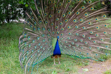 Obraz premium Peacock in yard